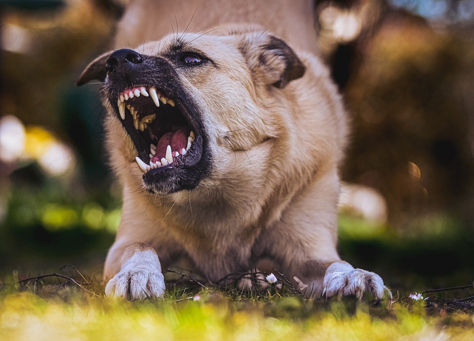 The Advantages of Hiring a Dog Bite Attorney for Victims of Dog Attacks